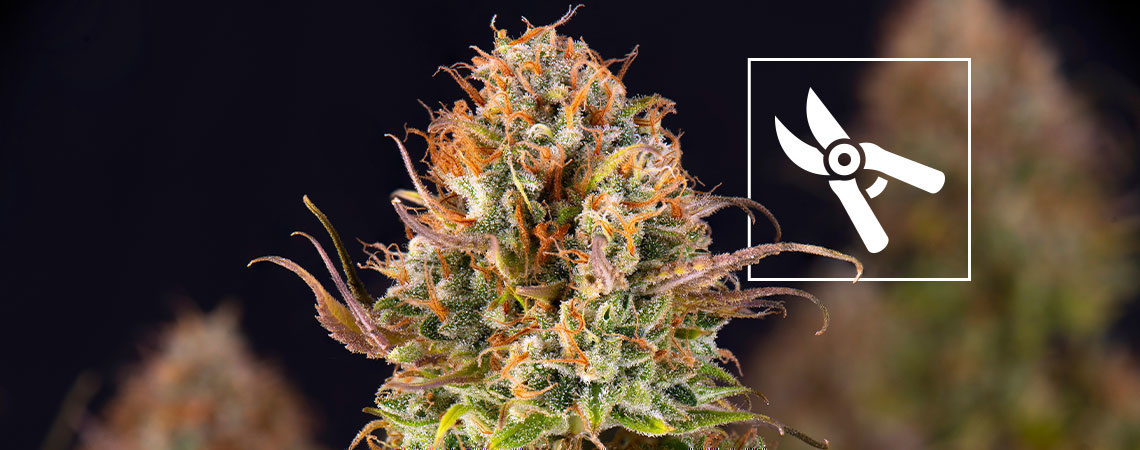 Hvornår skal man høste cannabisplanter Hvornår skal man høste cannabisplanter