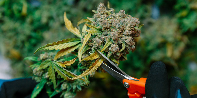 Andre metoder at holde øje med, når du skal høste cannabis Andre metoder at holde øje med, når du skal høste cannabis