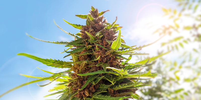 Hvad er det bedste tidspunkt på dagen at høste cannabis? Hvad er det bedste tidspunkt på dagen at høste cannabis?