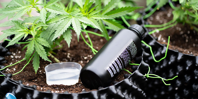 Sådan udbedrer du fosformangel i cannabis How to fix phosphorus deficiency in cannabis
