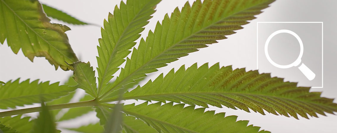 Fosformangel i cannabisplanter: Symptomer og løsninger Fosformangel i cannabisplanter: Symptomer og løsninger