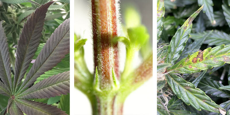 Tegn på fosformangel i cannabis Signs of phosphorus deficiency in cannabis