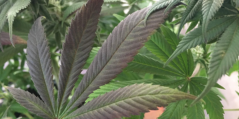 Tegn på fosformangel i cannabis Signs of phosphorus deficiency in cannabis