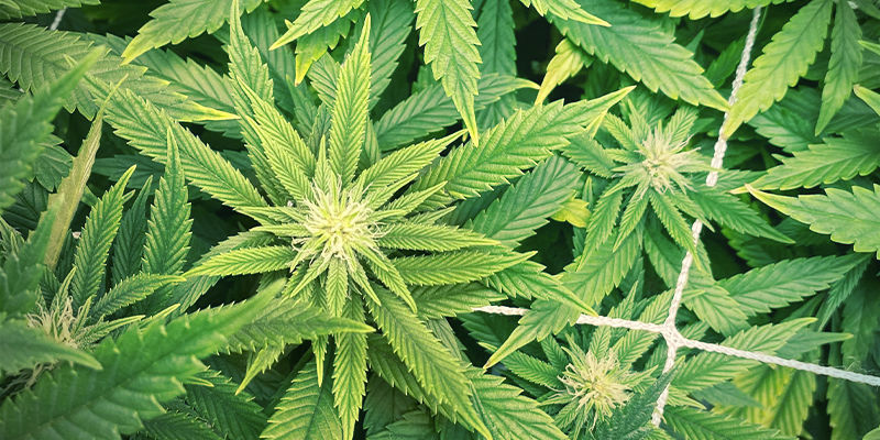 S&aring;dan ser zinkmangel ud i cannabisplanter