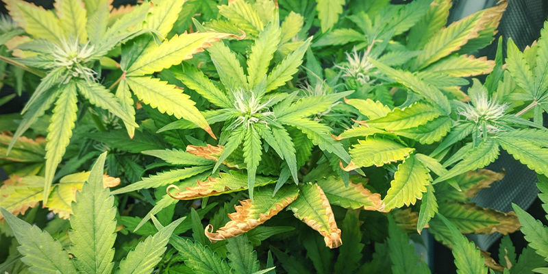 S&aring;dan ser zinkmangel ud i cannabisplanter