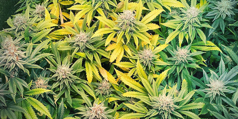 S&aring;dan ser zinkmangel ud i cannabisplanter