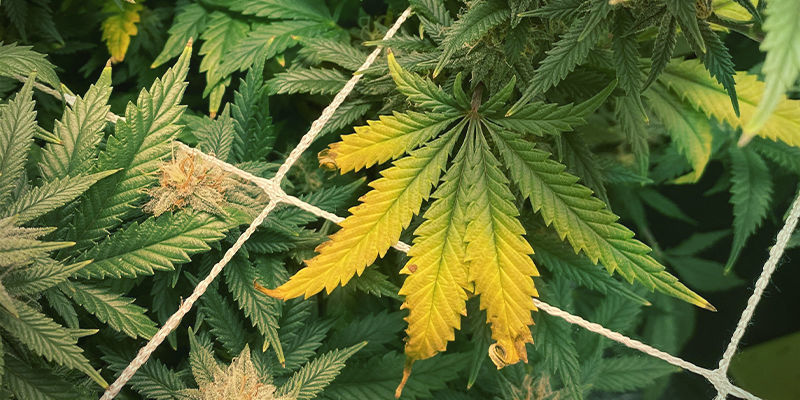 Sådan ser zinkmangel ud i cannabisplanter