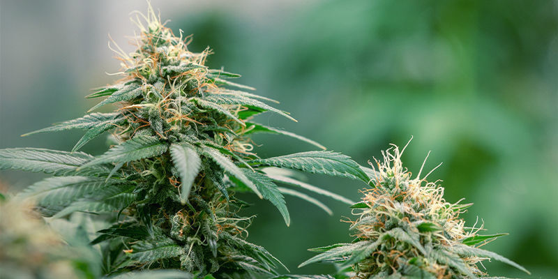 Zinkmangel i cannabis: let at løse Zinc deficiency in cannabis: easy to solve