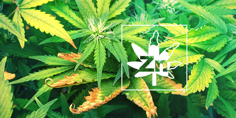 Zinkmangel i cannabisplanter Zinc Deficiency In Cannabis Plants