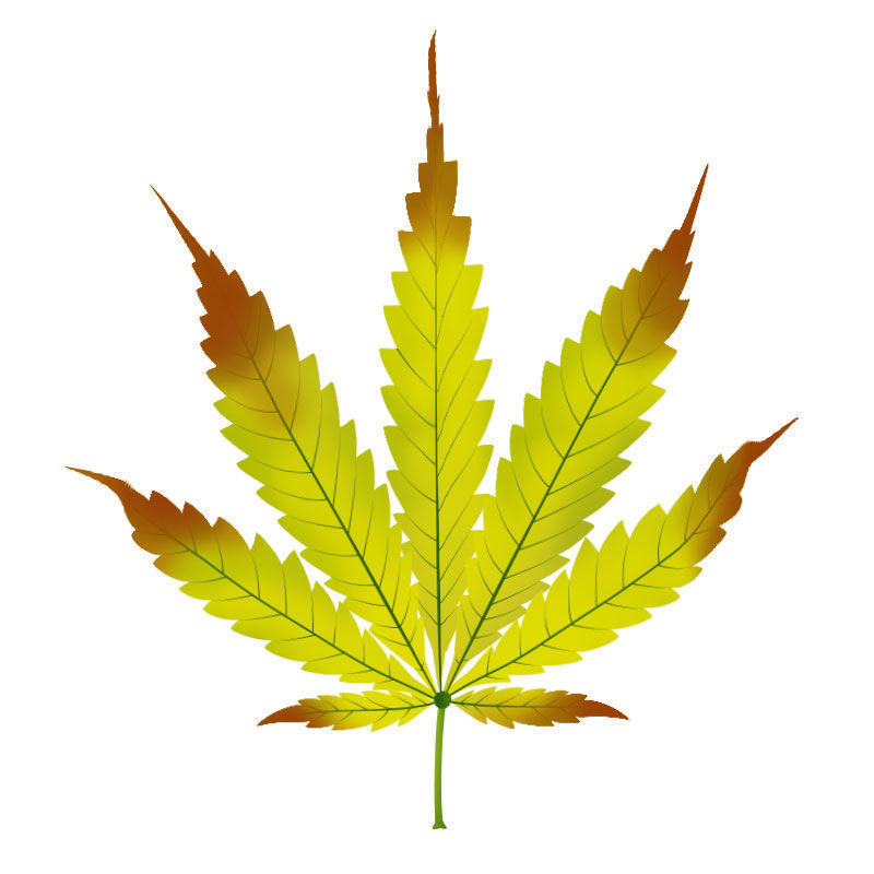 Zinkmangel i cannabisplanter: Sent stadie af zinkmangel