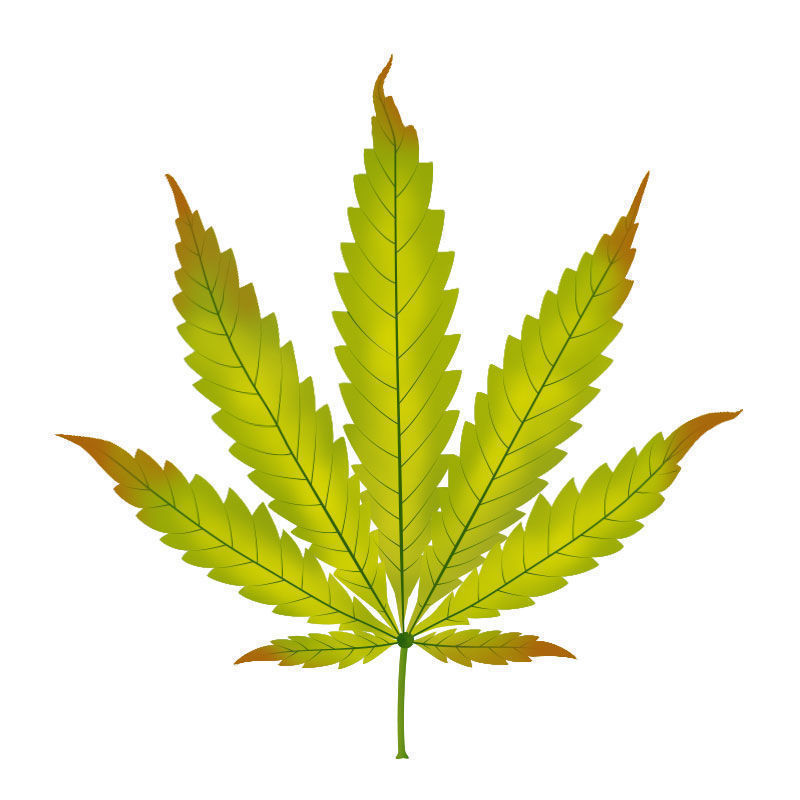 Zinkmangel i cannabisplanter: Udvikling af zinkmangel
