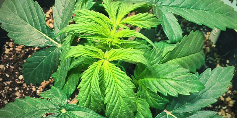 S&aring;dan ser jernmangel ud p&aring; cannabisplanter