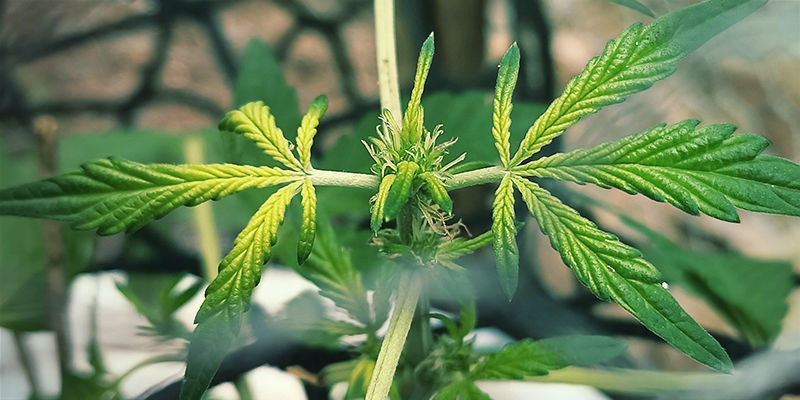 S&aring;dan ser jernmangel ud p&aring; cannabisplanter