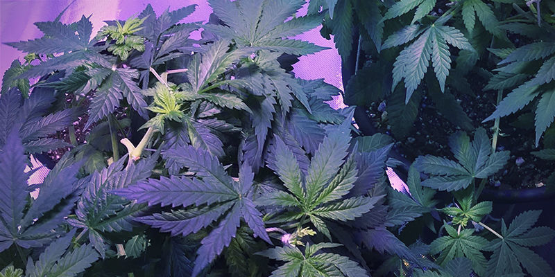 S&aring;dan ser jernmangel ud p&aring; cannabisplanter