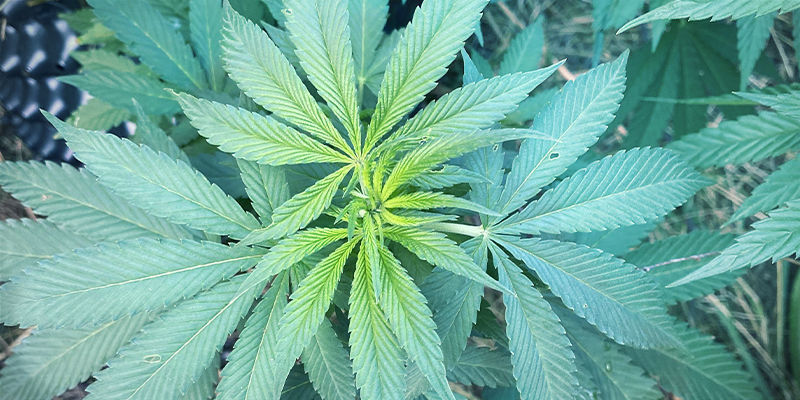 S&aring;dan ser jernmangel ud p&aring; cannabisplanter