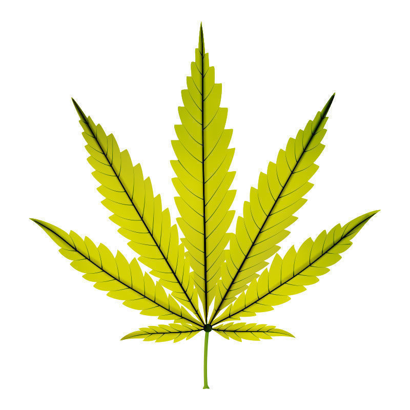Jernmangel i cannabisplanter: Sen fase af jernmangel
