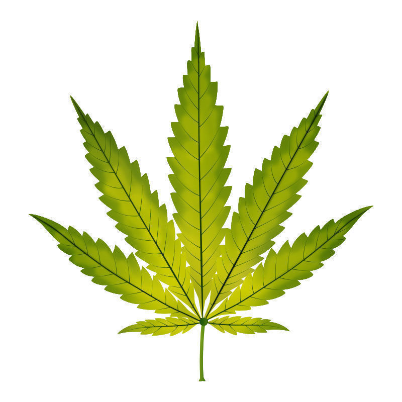 Jernmangel i cannabisplanter: Udvikling af jernmangel