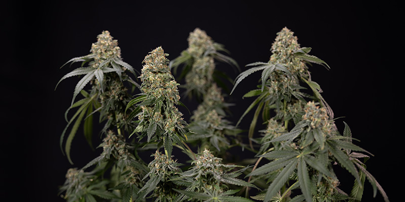 Kalium: Grundlæggende for cannabisplanter Kalium: Grundlæggende for cannabisplanter