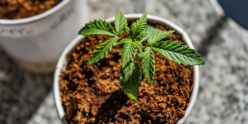 Bedste næringsstoffer og gødningsplan til cannabis i coco Best nutrients and feeding schedule for cannabis in coco