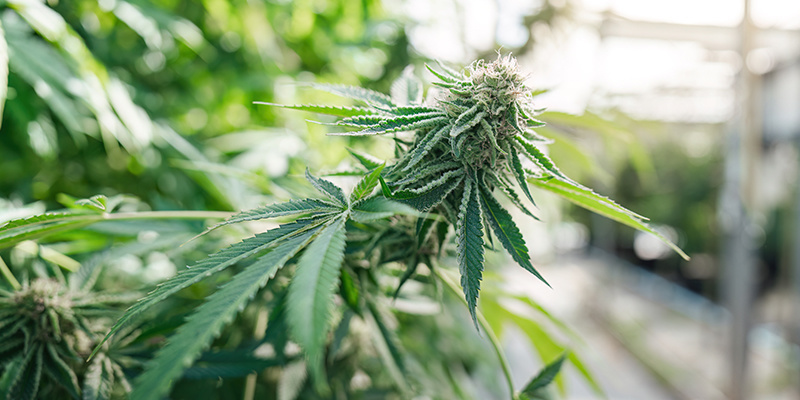 Kokosfibre: Et fremragende substrat til at dyrk cannabis Kokosfibre: Et fremragende substrat til at dyrk cannabis