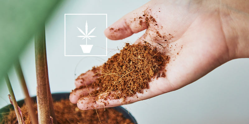 Alt, du skal vide om at dyrk cannabis i kokosfibre Alt, du skal vide om at dyrk cannabis i kokosfibre
