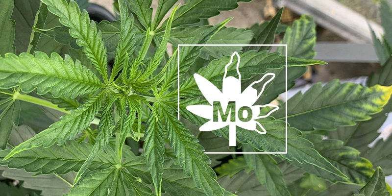 Molybdenmangel i cannabisplanter Molybdenum Deficiency In Cannabis Plants
