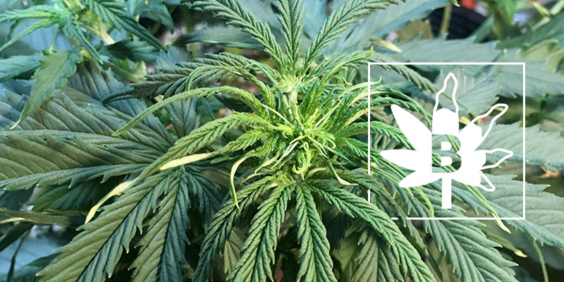 Bormangel hos cannabisplanter