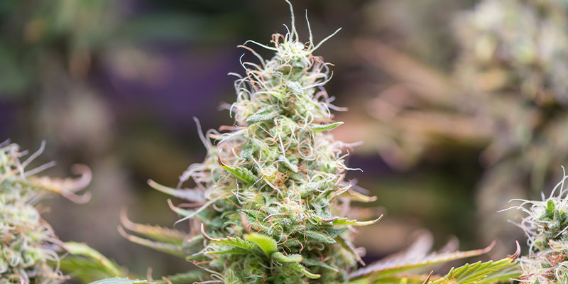 Boron deficiency in cannabis &mdash; Defence is your best offence