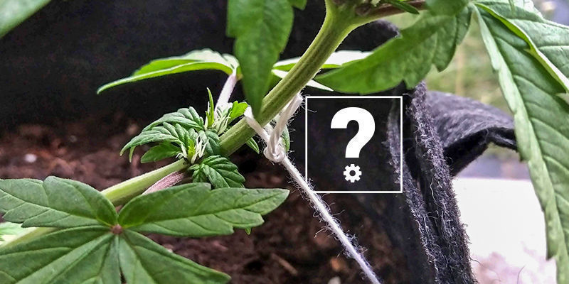 Kan man træne Autoflower? Kan man træne Autoflower?
