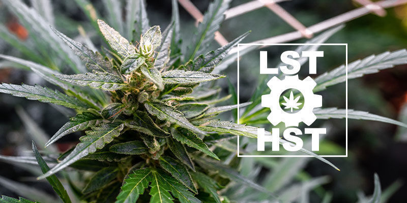 Sådan træner du Autoflower cannabis Sådan træner du Autoflower cannabis