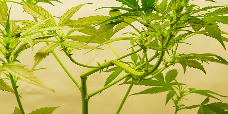 Sådan træner du Autoflower: 2 metoder How to train autoflowers: 2 methods
