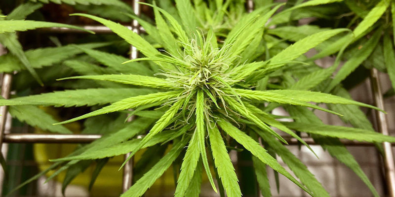 Andre nyttige træningsteknikker til Autoflower Andre nyttige træningsteknikker til Autoflower