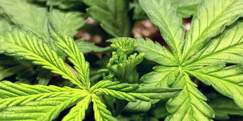 Træning af Autoflower: Det kan lade sig gøre! Træning af Autoflower: Det kan lade sig gøre!