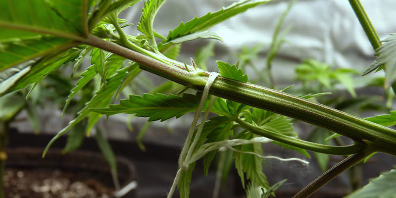 Hvad er cannabis-træning? Hvad er cannabis-træning?