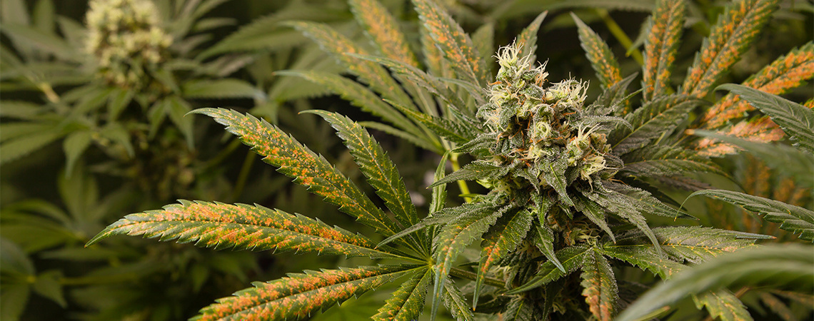 Calciummangel i cannabisplanter Calciummangel i cannabisplanter