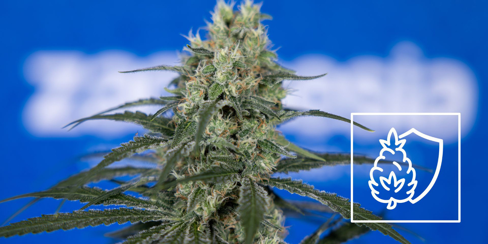 Calcium: afgørende for store blomster Calcium: Crucial to big buds