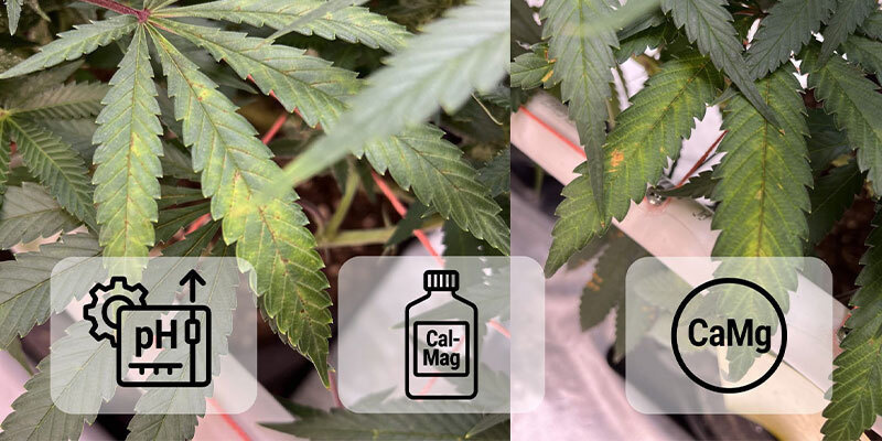 Udbedring af calciummangel i cannabis Udbedring af calciummangel i cannabis