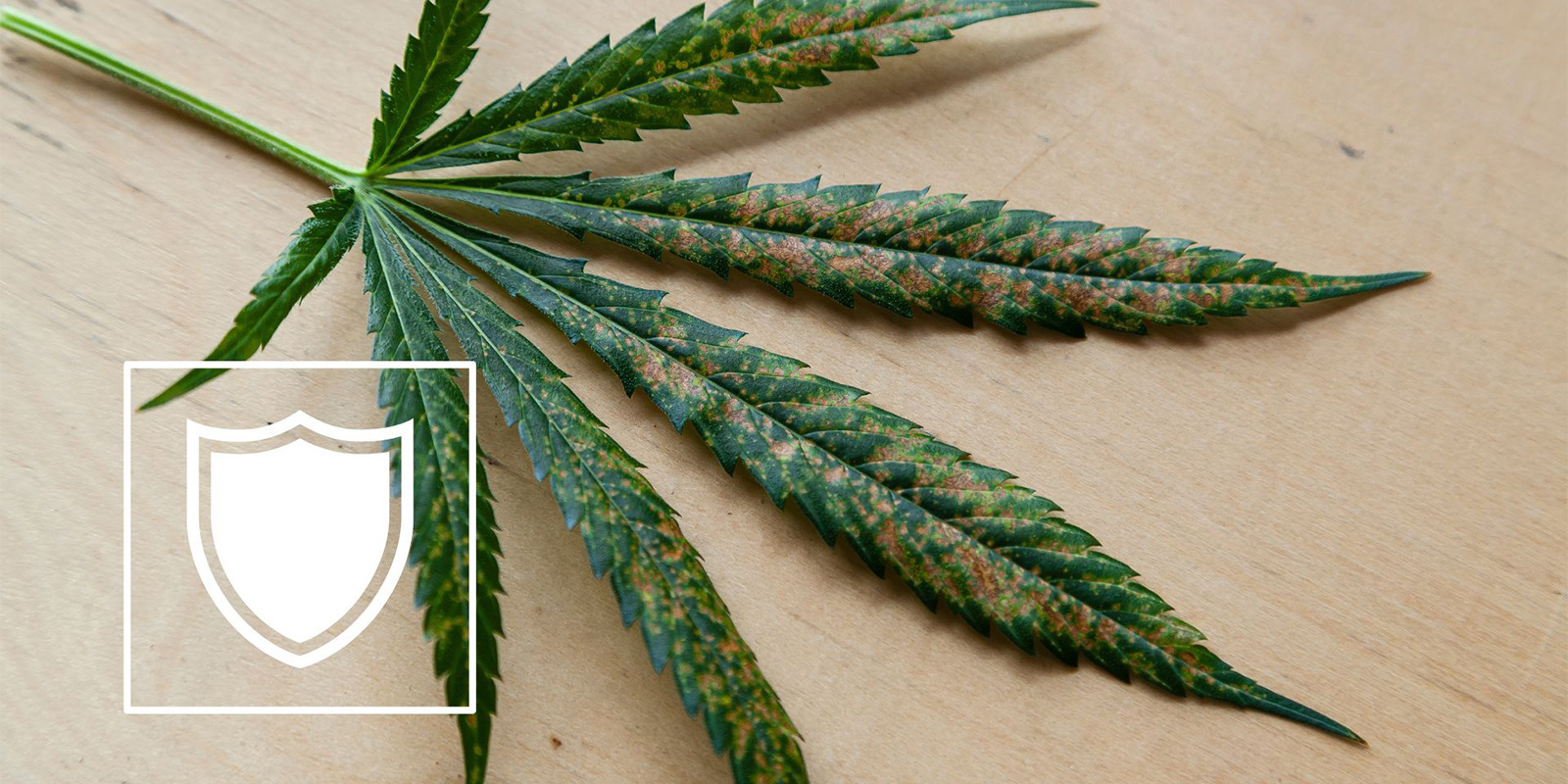Sådan forebygger du calciummangel i cannabis Sådan forebygger du calciummangel i cannabis