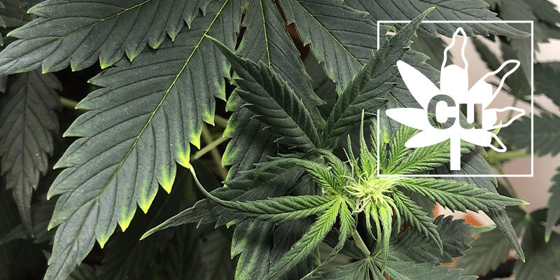 Kobbermangel i cannabisplanter Kobbermangel i cannabisplanter