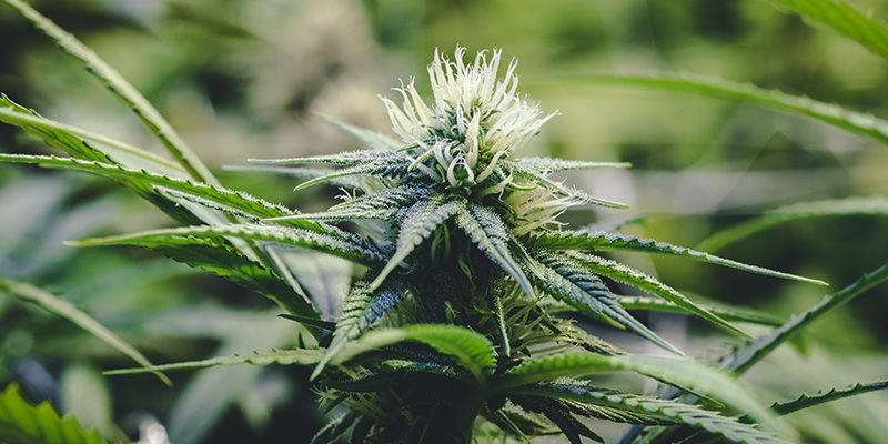 Er kobbermangel i cannabis virkelig så slemt? Er kobbermangel i cannabis virkelig så slemt?