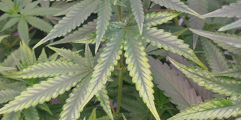 S&aring;dan ser kobbermangel ud i cannabis