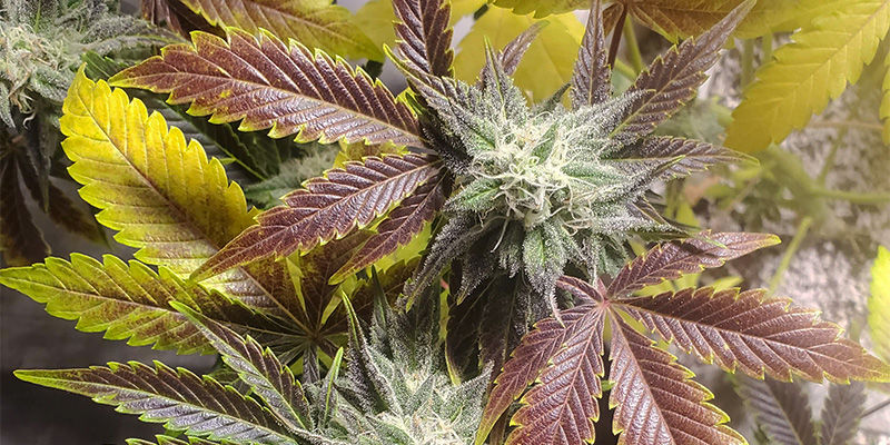 S&aring;dan ser kobbermangel ud i cannabis
