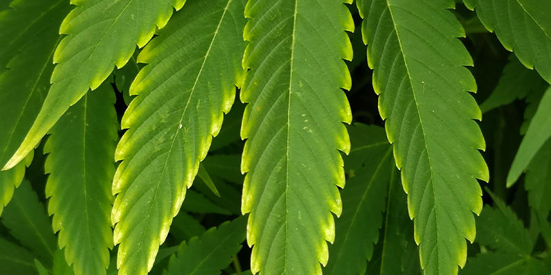 S&aring;dan ser kobbermangel ud i cannabis
