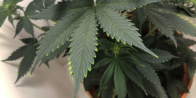 Sådan ser kobbermangel ud i cannabis