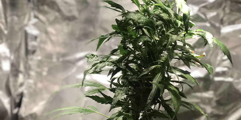 Bredmider på cannabisplanter Broad Mites on Cannabis Plants