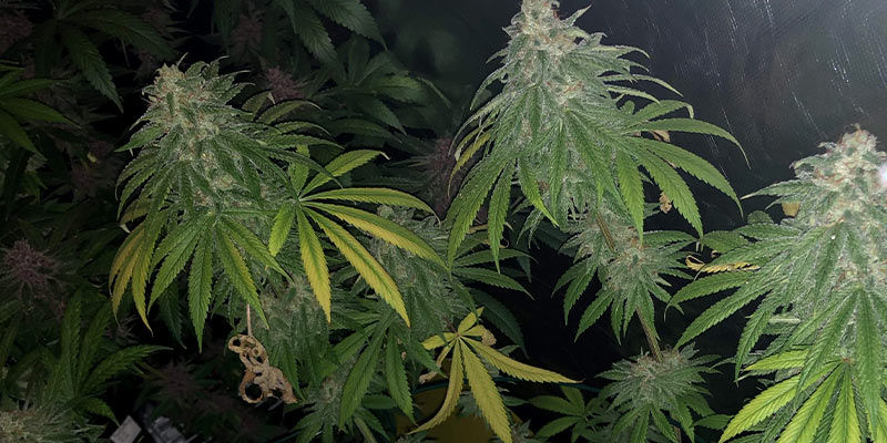 Kan cannabisplanter komme sig efter brede mider? Kan cannabisplanter komme sig efter brede mider?