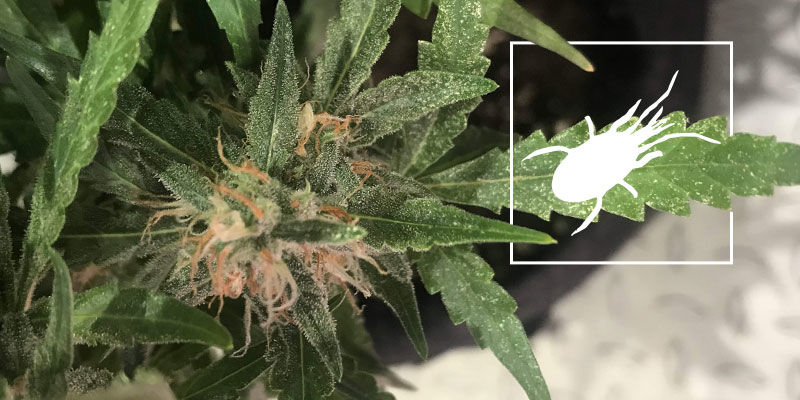 Broad mites i cannabis: Sådan behandler og forebygger du Broad mites i cannabis: Sådan behandler og forebygger du