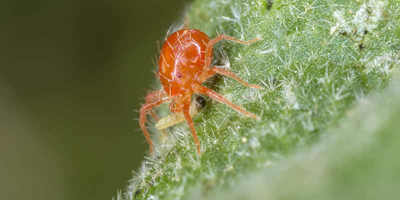 Introducér rovmider Introduce predatory mites