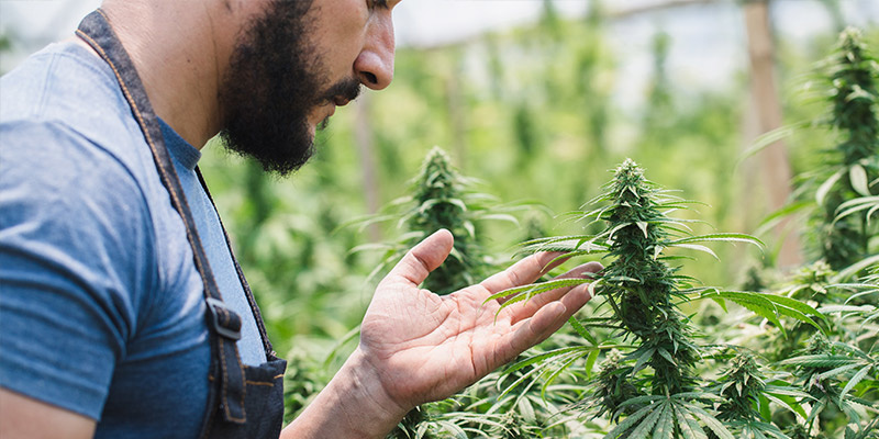 Croptobers betydning for cannabisdyrkere Croptobers betydning for cannabisdyrkere