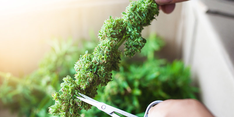 Trimning, tørring og curing: De sidste trin efter Croptober Trimning, tørring og curing: De sidste trin efter Croptober